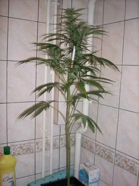 05.webp