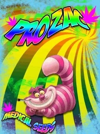 1023164083_prozacmedicalseeds.JPG.2de8d55e0bf893ed88eee8112c314a0f.webp