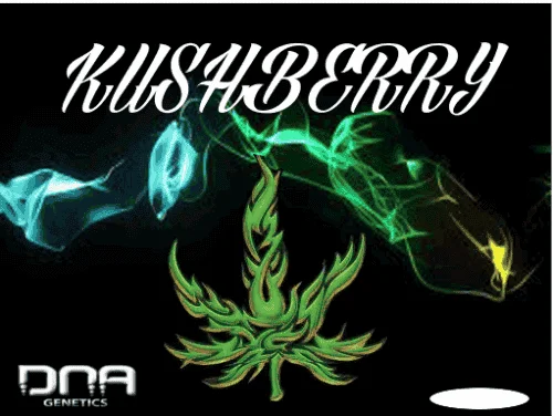 1025882555_kushberrydnagenetics.PNG.a26a20bf7faec9af87f11d01f92106ec.webp
