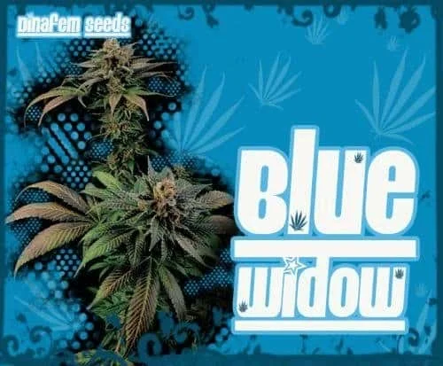 1054266226_bluewidow.dinafemJPG.JPG.933c4cecffefe1817b9750a8c921cf0c.webp