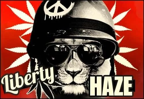 1108101425_libertyhaze_2JPG.JPG.c076d1cf5dd31689b96376bdbec4bd60.webp