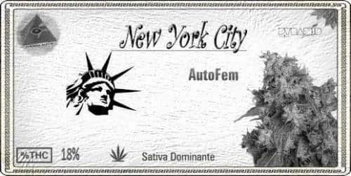 1136728917_newyorkcityautofem.JPG.407b2e0e703c6c4b9536e8b60c705b04.webp