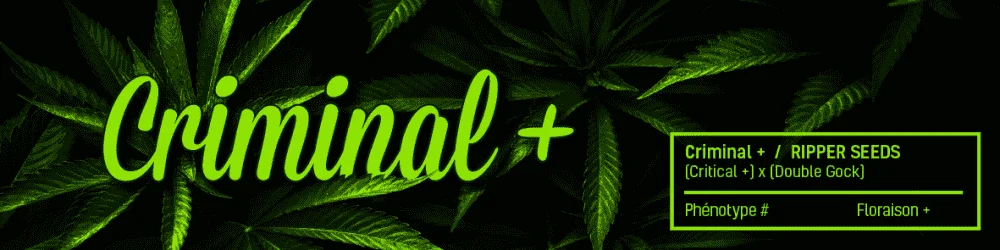 1160252278_criminalripperseeds.PNG.f1bcf9eac1ce2f36ecd322874cfb715e.webp