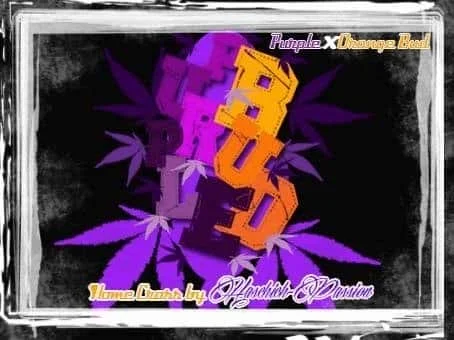 1164036607_purplexorangebud.JPG.c29d49ca1b164b95708d92ecb53aa635.webp