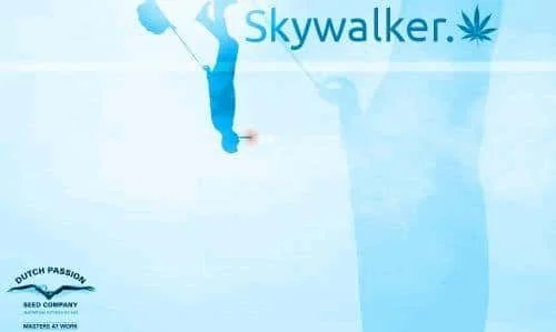 1350157214_skywalker-dutchpassion.JPG.e8280c300b735226547f8ffc61674150.webp