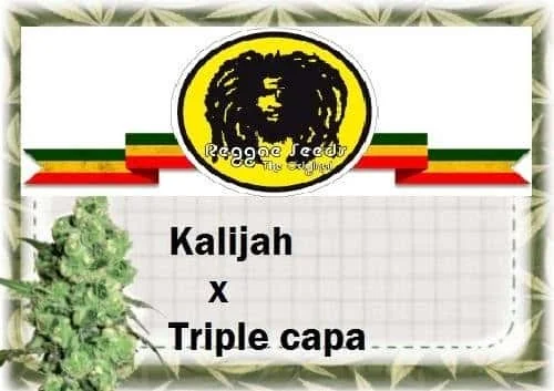 138715013_kalijahxtriplecapareggaeseeds.JPG.99dadd3a057ebd7c950f3a6ad53d517c.webp