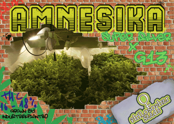 1422881056_amnesikaphilopherseeds.GIF.11db7855efdc49b9a06fb2b37a4c91e8.GIF