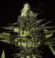 1507821355_blackbomb2.JPG.7e0190465406b4af56c5edb43ab721ae.webp