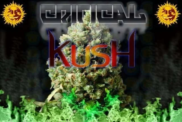 1553638862_criticalkush-barneyfarm.JPG.5d8cbe3a63c9b7b90243a18befe10f02.webp