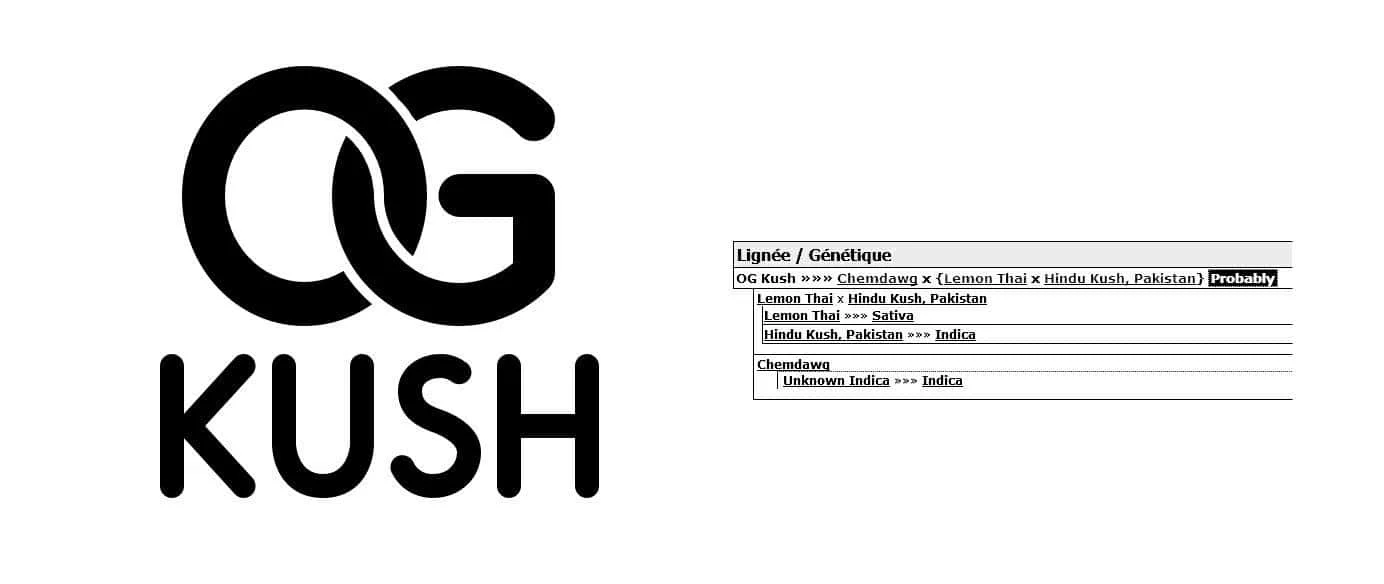 1742777263_ogkush.JPG.7e8808bd0f1fcc75696296d5394469af.webp