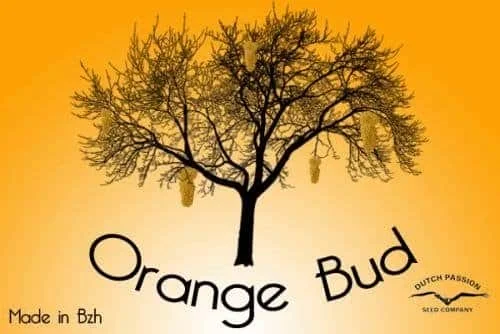1895194656_orangebuddutchpassion.JPG.2cc3a89d10d370b98498c226f75691df.webp