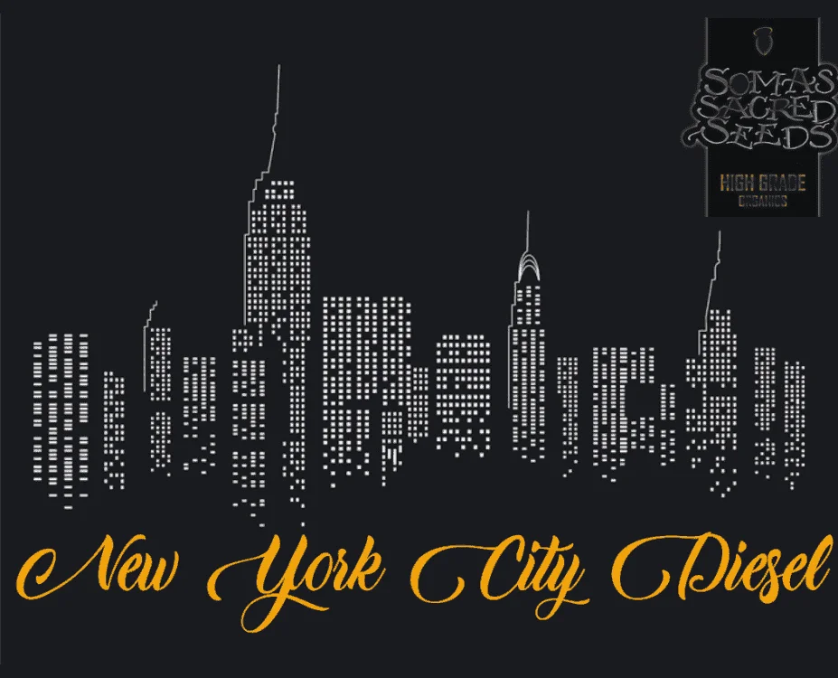 1923672612_nycdsomaseeds.PNG.36ffdd7972c428fa555fd1bd9b6aae1c.webp