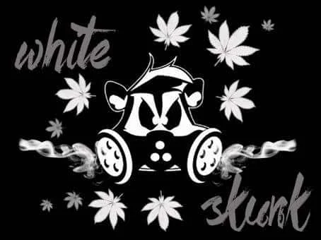 1930786395_whiteskunk.JPG.0ff42e0013323908088ef4e0191da6ae.webp