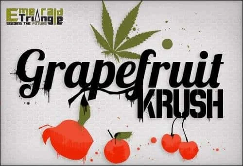 1945955929_grapefruitkrush-emeraldseeds.JPG.19fa836af5aefcb335206272a95ed461.webp
