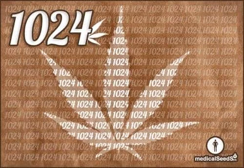 2013781234_1024medicalseeds.JPG.3d902b6b87202ce5632e95fd41ffe955.webp