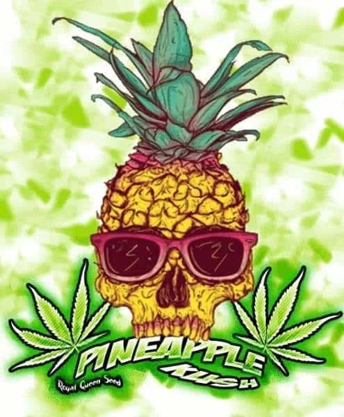 2031489373_pineapplekushrqs.JPG.385f10e23da39e97f44499c225def628.webp
