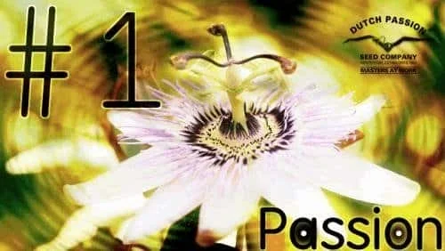 2111981448_passion1dutchpassion.JPG.24820e24ad7c4d71f10675300f1349d6.webp