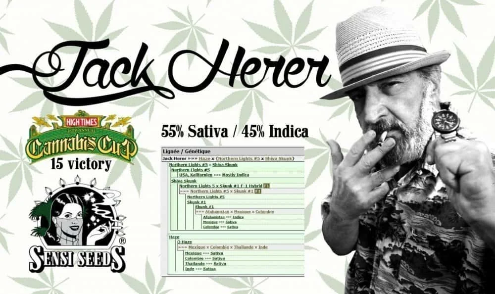 21152026_jackherersensiseeds.JPG.0aacdefb6fa04469f809563d17a452eb.webp