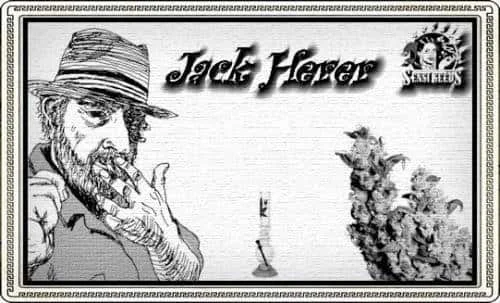 2129311868_jackherersensi-seeds.JPG.c3cfbee846df2134028c1b555cb348db.webp