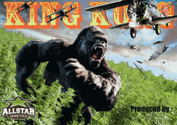 213386820_kingkongallstargenetics.GIF.205795670566c11748bf6ae3d5c2733b.GIF