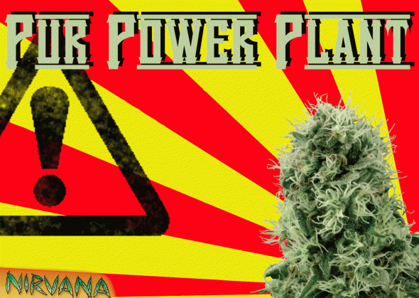 377429567_purepowerplantnirvana.GIF.5fbef90529adf40bf14792b00381c957.GIF