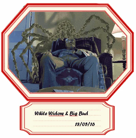 443514793_whitewidowxbigbud.PNG.3083d026754d4c3171e76ba265b2c640.webp