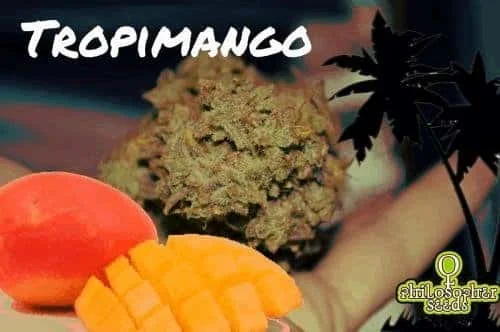 470353964_tropimangophilosopherseeds.JPG.fb2b6f3c59d64bebed113272e814ccee.webp