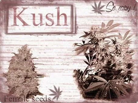553687015_kushfemaleseeds.JPG.d8ef65c1e1abf6ad5b1c20ca05a91139.webp
