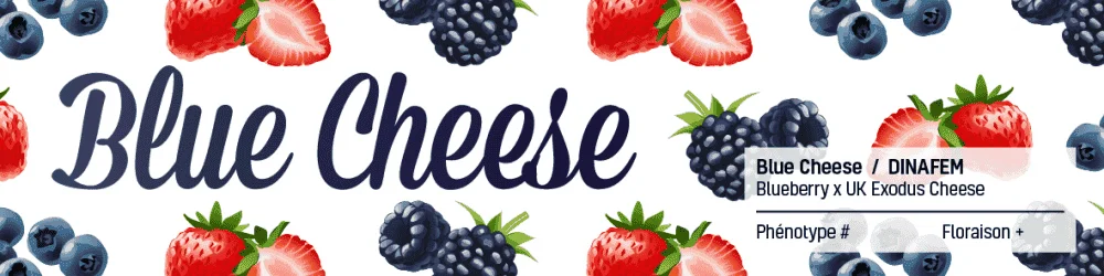 566287752_bluecheesedinafem.PNG.b3eddc5f2cb8c77699b7dcb37b852c31.webp