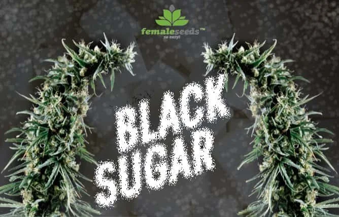5b2cb4f90fa23_BlackSugar(2).jpg.7133d0af9412894e852f709ac3f7db4a.webp
