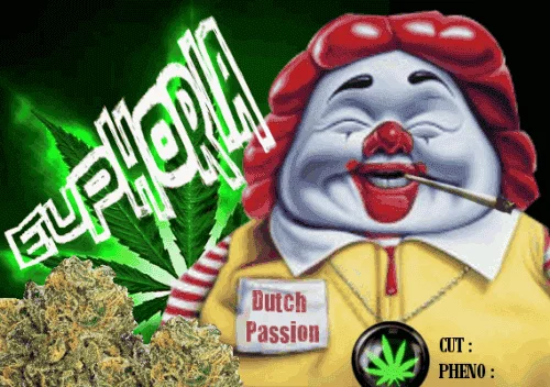 623885749_euphoriadutchpassion.PNG.64c35844816fbb68901c6d3f9168d10e.webp