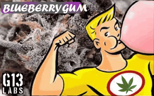 666431137_blueberrygum-g13.PNG.40ddf1207dabccc94d90ea5d6e36ac24.webp
