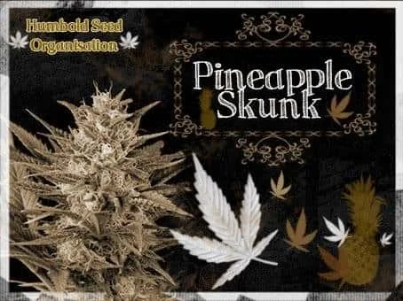 667663203_pineappleskunkhumboltseeds.JPG.061953e986b12bc903751695279b8b9d.webp