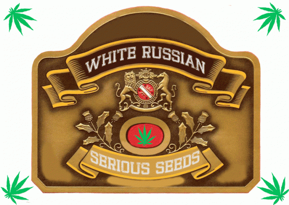 695354180_whiterussianseriousseeds.GIF.e375ceaad777bf6f3a29a3c8f9a31999.GIF