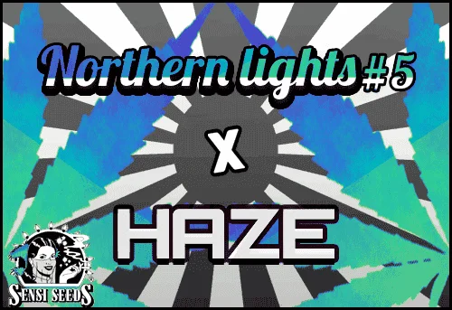 894162435_nothernlights5xhaze-sensi2.PNG.6ec1ed5827e241037996848939b25c2b.webp