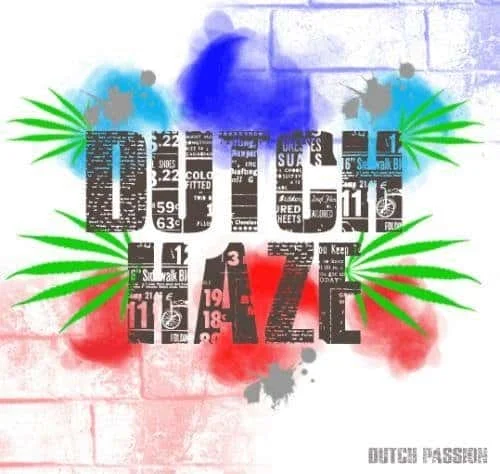 959865884_dutchhazeducthpassion.JPG.1f35a46441f8ae99395e8b362253d784.webp