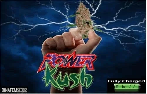 97741950_powerkushdinafem.JPG.33a86d78188d6d3d05f928663bf25ea2.webp