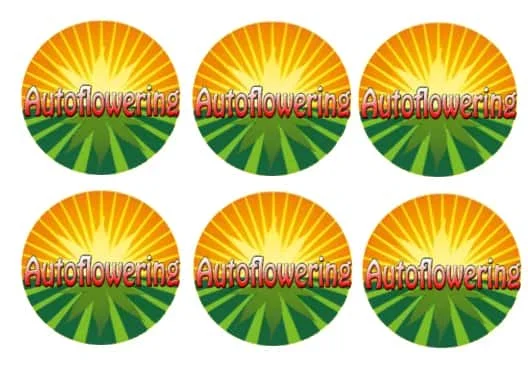AUTOFLO.jpg.a5a36b5f11c5e4c6223a8ea5c9988e26.webp