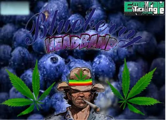 BlueberryHeadband.jpg.97c8464e29b4405ef269081d2dabb9c0.webp