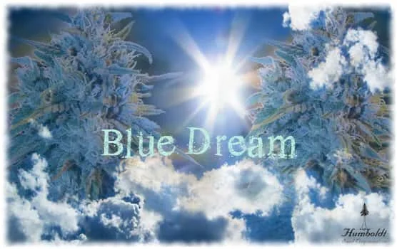 BlueDream.jpg.f904fe4c44eb66b2aad4276986cbd49c.webp