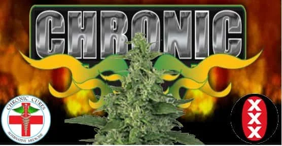 Chronic.jpg.b262968884f172b5b3dd302d7372b7f4.webp