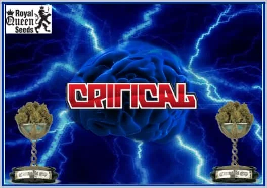 Critical.jpg.99acfc620c9fc9dfa85ecbce94094342.webp