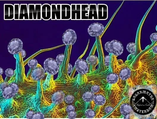 DiamondHead.jpg.772e279d91ffa1c056807ef3cf7b0c4a.webp