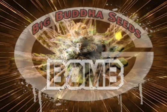 GBomb.jpg.babda3f19110f9ac94ce9e3e11077845.webp