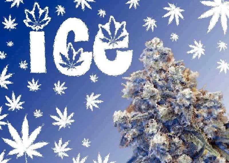 ice.JPG.506cbb50da94fbcb6b8472cb931e2e34.webp