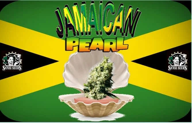 JamaicanPearl.jpg.1dd06806489705c3d66e2f4529a33b31.webp