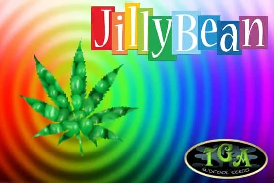 JillyBean.jpg.5b4c562eddabb91fad78508dda569004.webp