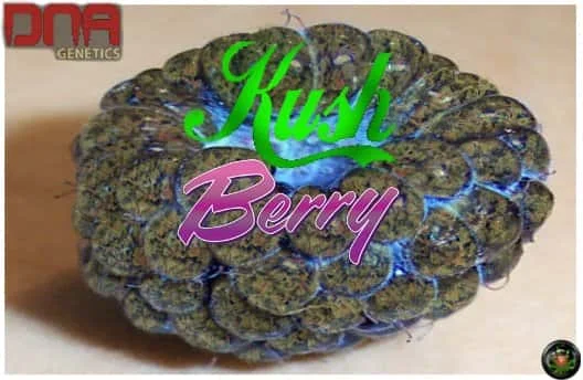 KushBerry.jpg.4dc4beb1117c2880bc648ec99fd9145c.webp