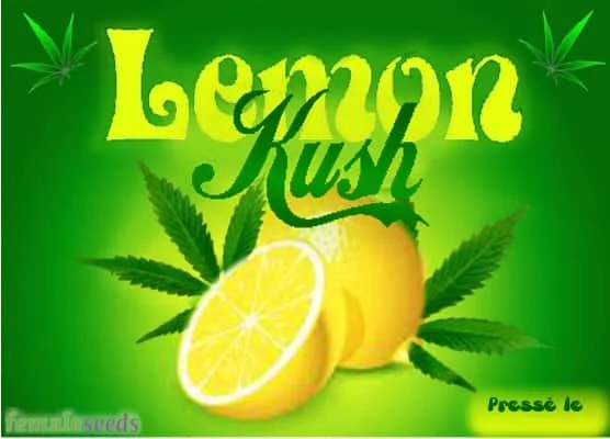 LemonKush2.jpg.254927f9bc3eef1d520b0358384fef88.webp