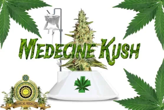 MedecineKush.jpg.39cfde8c6012c6fe9b6bfd027a81608c.webp